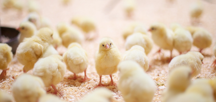 Read more about the article איך גורמים לחברות מזון לקחת אחריות על העופות שהן משווקות?